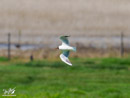 Black-headed Gull – Mewa Śmieszka